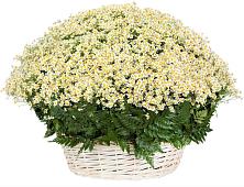Цветочная композиция из Ромашки в корзине #REPLACE_PRED# Первомайском Республики Адыгея